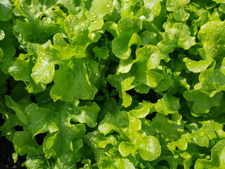 Fresh green salad leaves close up, detailed texture, water drops on lettuce leaves