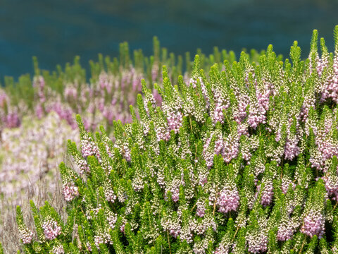 Mix of erica vagans, wandering heath or cornish heath pink flowering plants on ocean cliff near Puerto de Vega, Asturias,Spain.