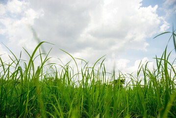 Obraz premium Low angle view of green grass and cloudy sky, peaceful and tranquil nature scene.