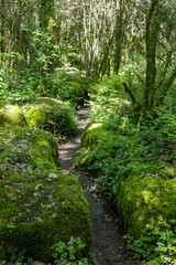 Wild labyrinth in the forest near Nebias in Cathar country in France, called the green labyrinth.