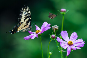 Eastern Tiger Swallowtail Butterfly feeding on a flower