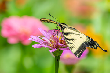 Eastern Tiger Swallowtail Butterfly feeding on a flower