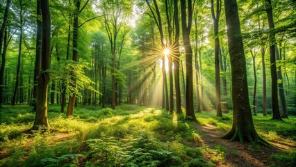 Obraz premium Dense forest clearing with sunlight filtering through green leaves, nature, forest, trees, sunlight, greenery, beauty