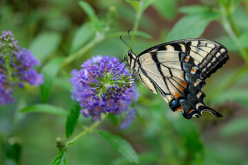Eastern Tiger Swallowtail Butterfly feeding on a flower
