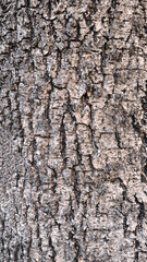 Rough bark pattern for background