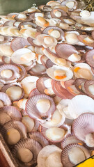 Single Shell Scallop For the background. Fresh food from the sea. Seafood in the restaurant