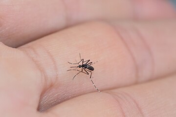 Mosquito on hand