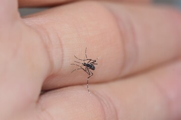 Mosquito on hand