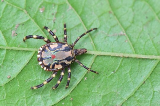 Questing tick