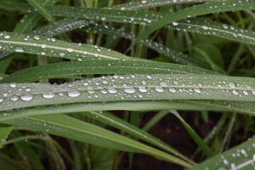 Dew on the grass
