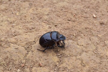 Scarab beetle