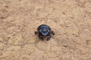 Scarab beetle