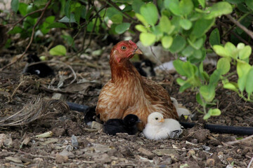 small chicks with hen country village
