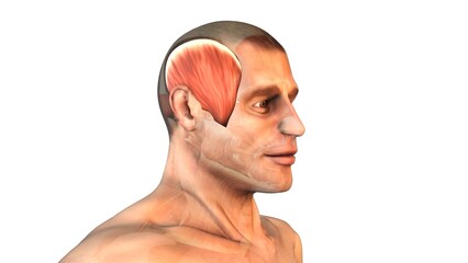 Temporalis Muscles of the Head