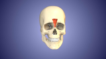 Depressor supercilii muscles of the Skull and Face