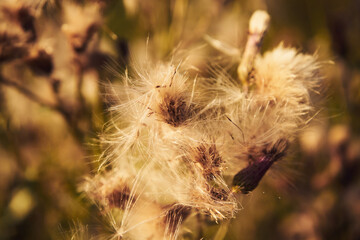 chaber driakiewnik, centaurea scabiosa l. © Marcin Łazarczyk