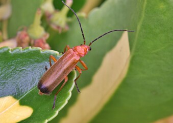 Red soldier beetle on leaf