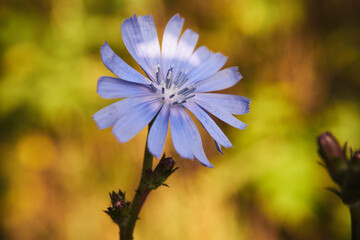 cykoria ,Cichorium endivia L © Marcin Łazarczyk