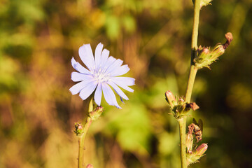 cykoria ,Cichorium endivia L © Marcin Łazarczyk