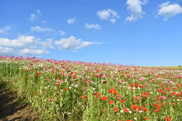 Summer 2024 Poppies, wheat and cannabis fields in Hesse Germany