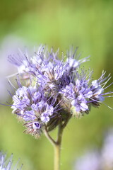 Summer 2024 Poppies, wheat and cannabis fields in Hesse Germany