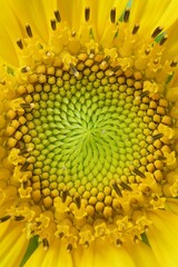 Girasole - Particolare