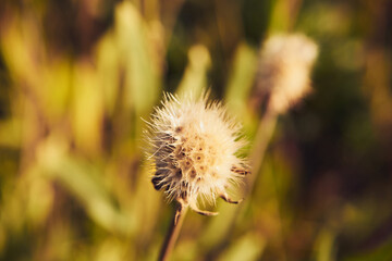Rudbekia owłosiona, Rudbeckia hirta © Marcin Łazarczyk