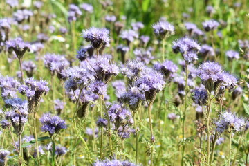 Summer 2024 Poppy fields in Hesse Germany