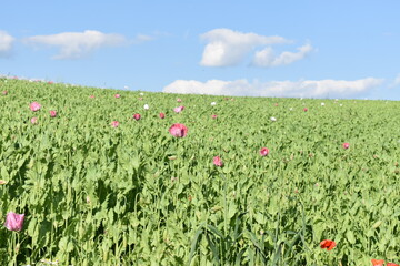 Summer 2024 Poppy fields in Hesse Germany