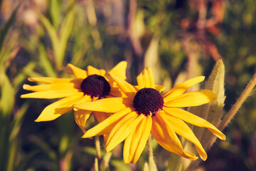 rudbeckia