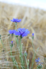 Summer 2024 Poppy fields in Hesse Germany