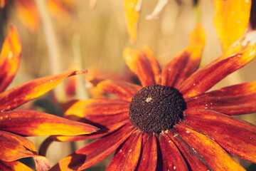 Rudbekia owłosiona, Rudbeckia hirta © Marcin Łazarczyk