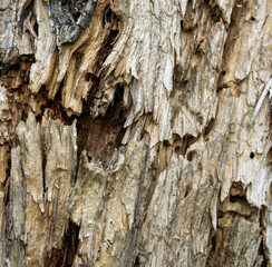bark of a old tree