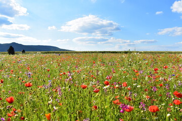 Summer 2024 Poppy fields in Hesse Germany