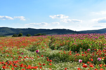 Summer 2024 Poppy fields in Hesse Germany