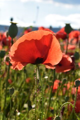 Fototapeta premium Summer 2024 Poppy fields in Hesse Germany