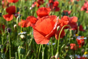 Fototapeta premium Summer 2024 Poppy fields in Hesse Germany