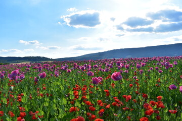 Summer 2024 Poppy fields in Hesse Germany