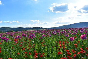 Summer 2024 Poppy fields in Hesse Germany