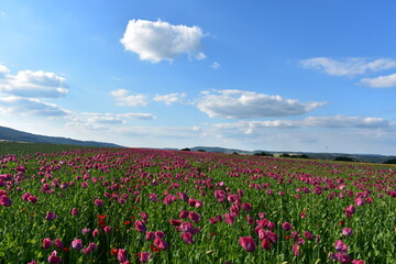 Summer 2024 Poppy fields in Hesse Germany
