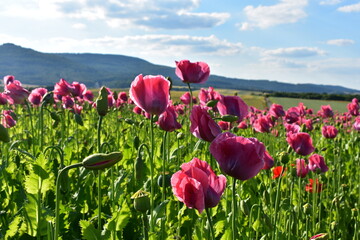 Summer 2024 Poppy fields in Hesse Germany