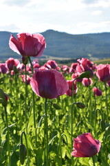 Summer 2024 Poppy fields in Hesse Germany