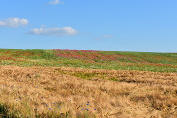 Summer 2024 Wheat fields in Hesse Germany