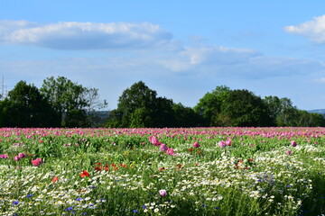 Obraz premium Summer 2024 Poppy fields in Hesse Germany