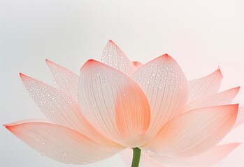A delicate lotus flower with soft pink petals covered in morning dew, symbolizing purity, beauty, and tranquility.