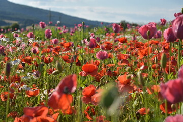 Summer 2024 Poppy fields in Hesse Germany