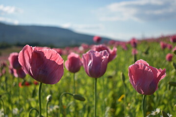 Summer 2024 Poppy fields in Hesse Germany