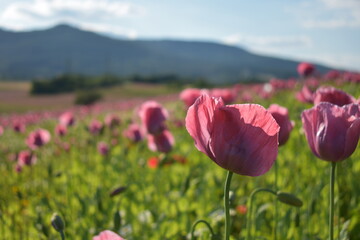 Summer 2024 Poppy fields in Hesse Germany
