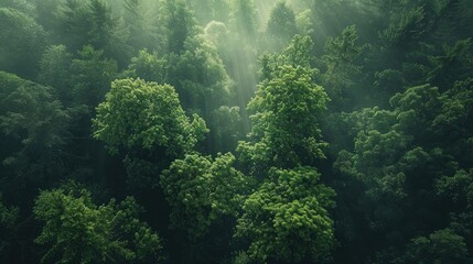 Obraz premium Forest treetop view in panoramic natural setting with day sunlight and mystical ambiance