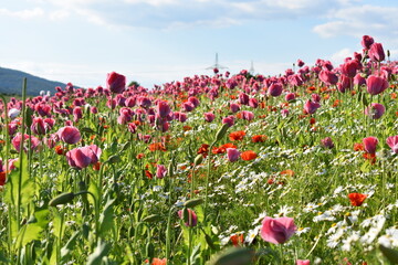 Summer 2024 Poppy fields in Hesse Germany